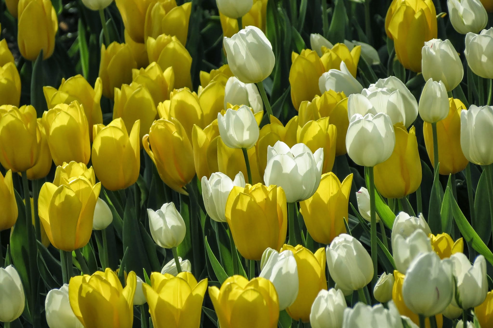 Frühling im Nürnberger Burggarten