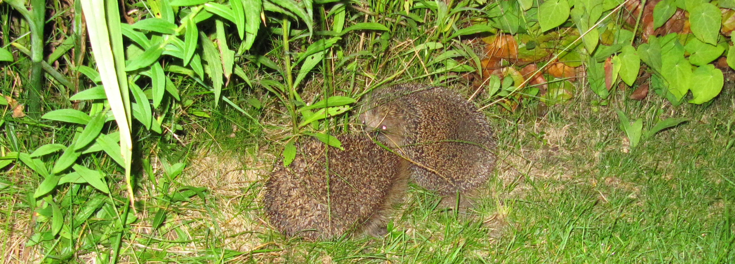 Igel fühlt sich ertappt