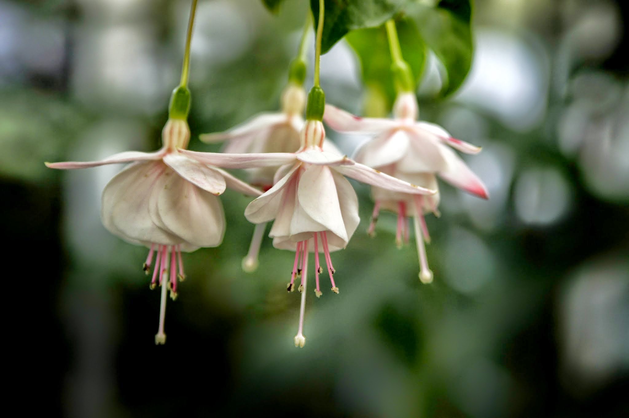 Spätsommer im Botanischen Garten Erlangen