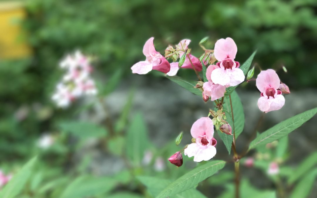 Balsaminen, Heilpflanze oder Unkraut